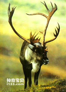 The living habits and economic value of reindeer