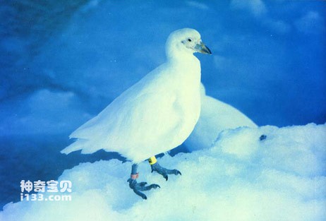 A complete list of Antarctic bird species and living habits