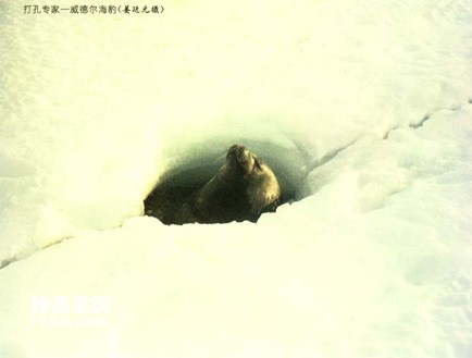Living habits of Weddell seals (burrowing expert)