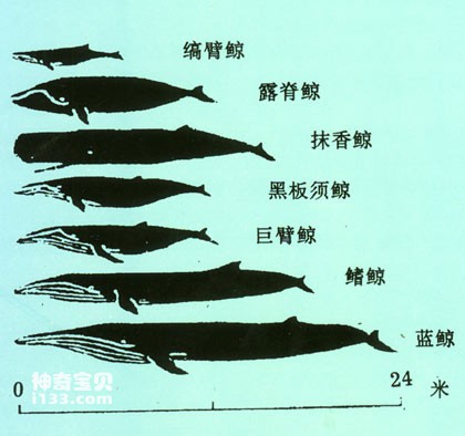 Scale Map of Antarctic Cetaceans