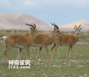 The origin of the name of Przewalski's gazelle