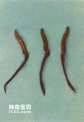 What are the medicinal effects of Cordyceps sinensis?