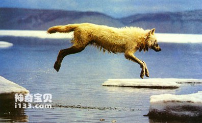 Arctic wolf living habits