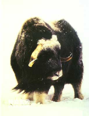Morphological characteristics and living habits of musk ox