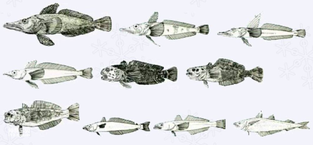 Antarctic Fish Picture