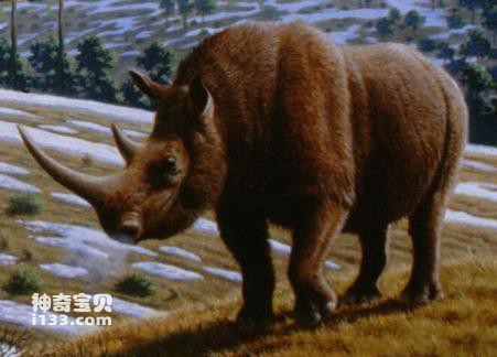 The most primitive woolly rhinoceros fossil discovered in Tibet