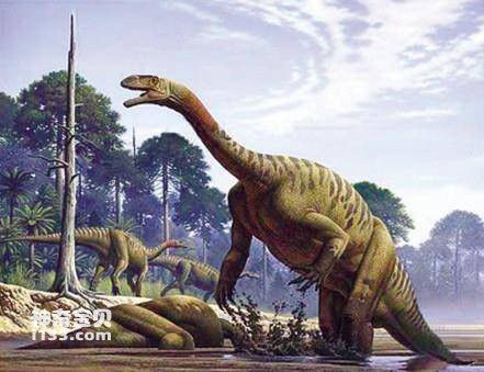 What is the first named dinosaur in my country?