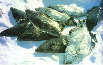 Arctic cod life habits
