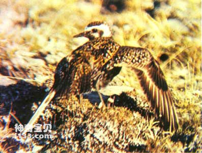The living habits of golden plover