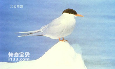 Arctic tern life habits