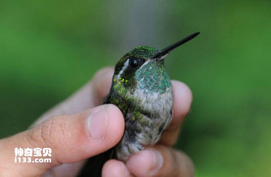 Lampornis viridipallens