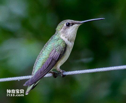 Lampornis hemileucus