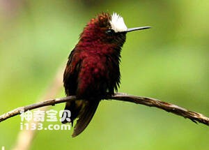 Lophornis adorabilis