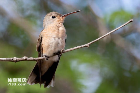 Leucippus fallax