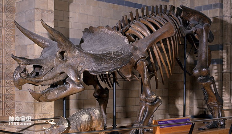 Triceratops skeleton on display in the museum