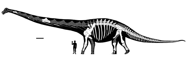 A diagram of Dreadnoughtus highlighting the bones found so far.