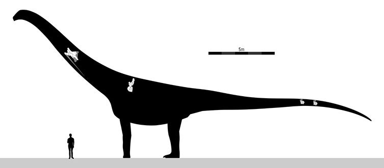 Puertaosaurus is one of the largest dinosaurs ever discovered