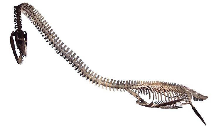 Plesiosaur skeleton with a long neck