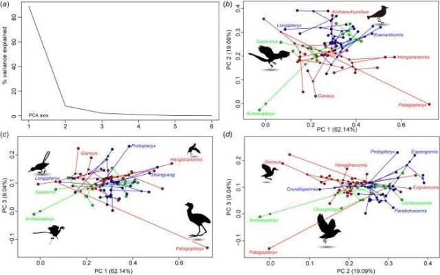 Chinese scientists discover new evidence of feather evolution