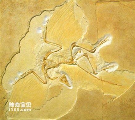 Morphological characteristics and evolution of Archaeopteryx