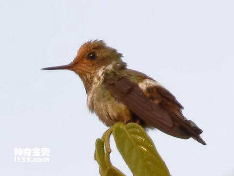 Lophornis gouldii