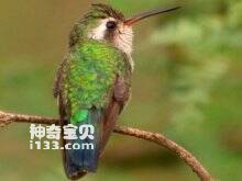 Viridian Metaltail