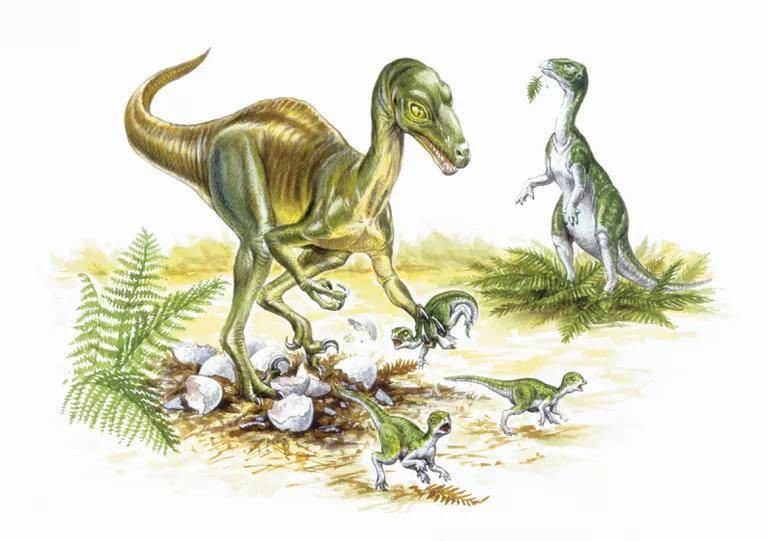 The fossil origin and body characteristics of Troodon