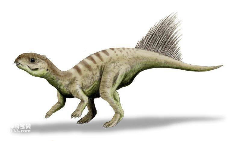 Fossil origin and body characteristics of Chaoyangosaurus