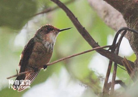 Lophornis brachylophus