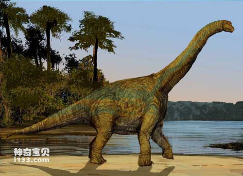 Brachiosaurus fossil origin and body characteristics