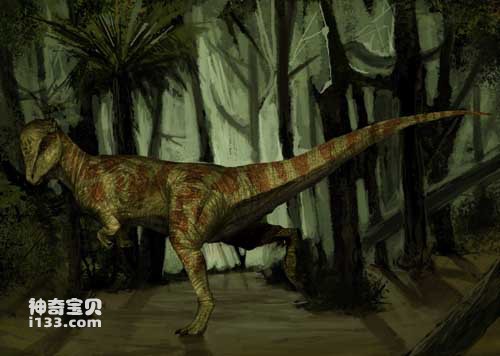 The fossil origin and body characteristics of Pachycephalosaurus