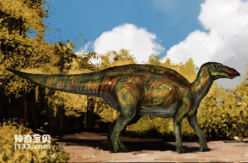 Fossil origin and body characteristics of Shandongosaurus