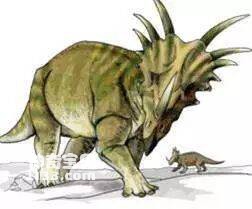 The fossil origin and body characteristics of Styracosaurus