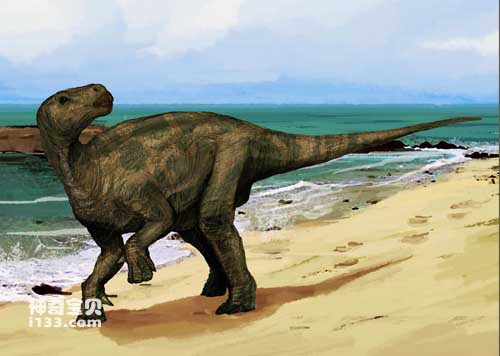 The fossil origin and body characteristics of Iguanodon