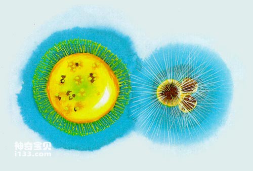 Radiolarian life history