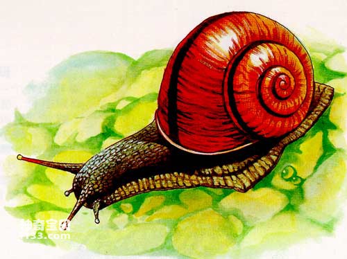 Molluscs in Ancient and Modern Times