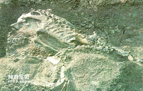 What are fossils_Uses of fossils