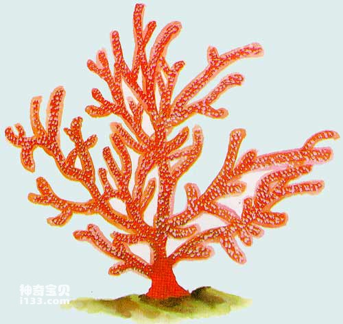 Coral types and ecological characteristics