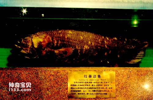 The story of the living fossil Latimei fish