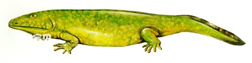 The origin and evolution of amphibians