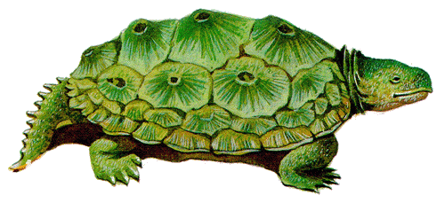 The origin and evolution history of turtles (long-lived animals)