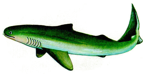 Structure of the Gap Shark (Ancient Ocean Killer)