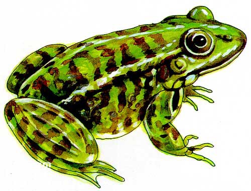 Specialized characteristics of armorless amphibians