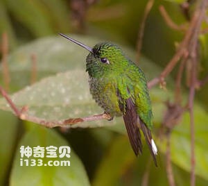 Urosticte ruficrissa