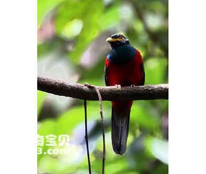 Trogon elegans