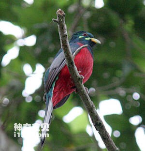 Trogon elegans