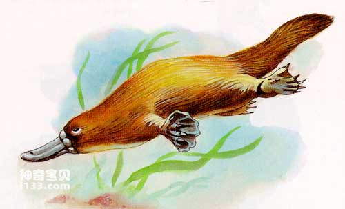Platypus and monotremes