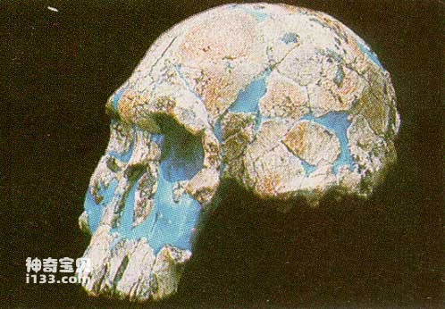 The earliest representative of the genus Homo