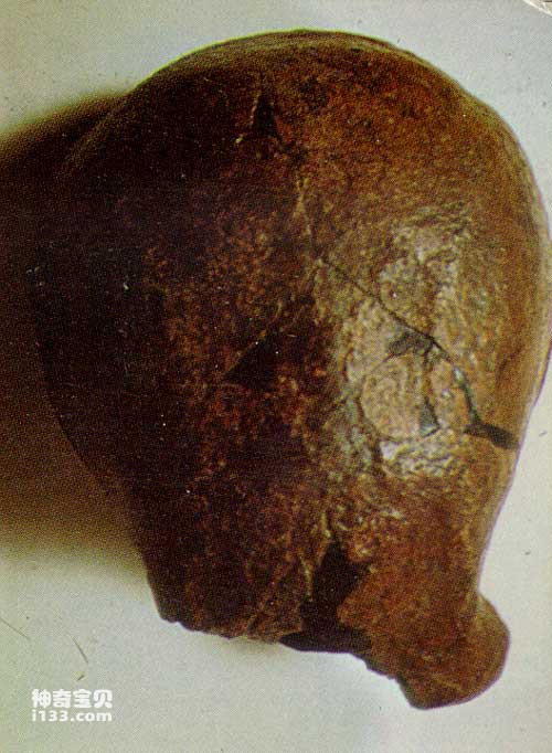 Homo erectus was first discovered on the banks of the Jiaocheng River.