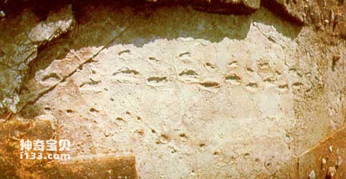 earliest human fossils